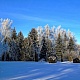 Дендрарий. Фото: Е.В.Софронов